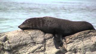 Kaikoura beach New Zealand  00624