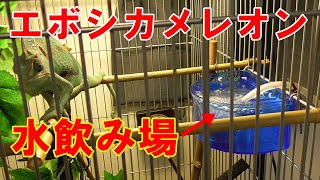 エボシカメレオンの水飲み場を作る【スポイトや霧吹きでも水を飲まない】