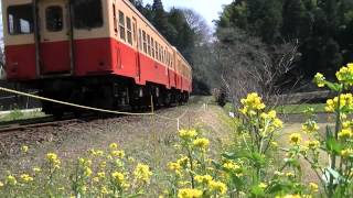 ４月１日（日）　小湊鉄道沿線の菜の花　２０１２