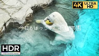 【4K HDR】今日もほっこり王子動物園 2021.7.10 Japan Kobe Oji Zoo