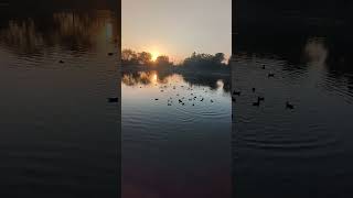 Om Meditation by the Lake | Relaxing Birds Sounds for Inner Peace#ommeditation #relaxingsounds #love