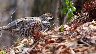 [4K]エゾライチョウ　hazelgrouse