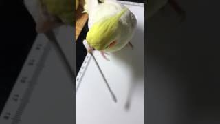 オカメインコが綿棒をただ齧るだけの動画