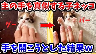 【2ch動物スレ】主の手を真似する子猫 → 手を開こうとした結果www