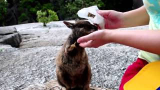 Skippy das Känguruh