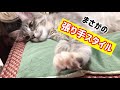 【メインクーン 子猫】猫のふみふみが進化するとこうなります。笑