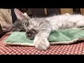 【メインクーン 子猫】猫のふみふみが進化するとこうなります。笑