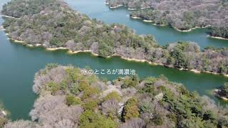 満濃池森林公園の桜   HD 1080p