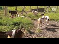 goat farming crossbreed  sa anglo NUBIAN ug Boer