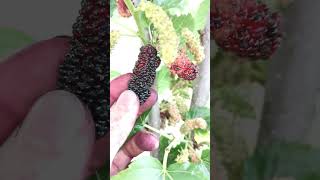 大桑椹果子large mulberry fruit fruta