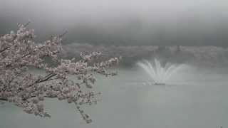 広島県　八千代湖の桜