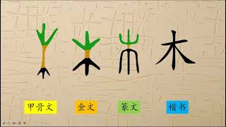 5、木，汉字演变，趣味识字，象形字，Chinese Characters，汉字，甲骨文，字理识字