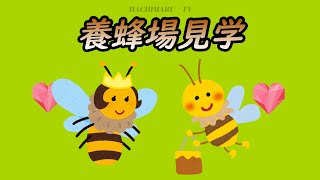 養蜂場見学🐝千葉県　はちみつ工房🍯Hachimaru🐝TV