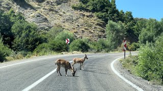 Dersim (Bir Yol Hikayesi)