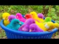 Catching chickens,cute chickens,rainbow chickens,colorful chickens,rainbow chickens,animals cute 110