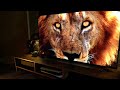 lg c1 oled tv year one review buy it while you can