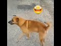 sakat numarası yapan köpek