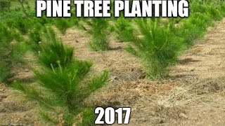 Pine Tree Planting, Clear Cut Area EP#2 2017