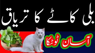 Billi Kay kat lenay Ka Asan Ilaj || Cat Bite Treatment || بلی کے کاٹے کا تریاق