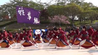 雅華組 『今 輝く明日へ...心』／那珂市　八重桜まつり　よさこいソーラン2014