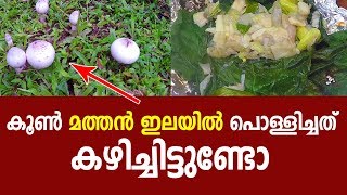 മത്തൻ ഇലയിൽ പൊള്ളിച്ച കൂൺ  കഴിച്ചിട്ടുണ്ടോ | Burnt mushrooms | on | pumpkin leaf?