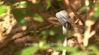 The glorious Indian Paradise Flycatcher visited our wildfilmsindia Motidhar forests this spring
