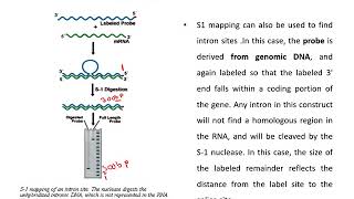 S1  nuclease Mapping