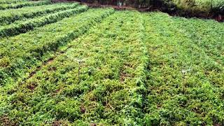 Jayavegi Farms Welimada - Potato cultivation | Aerial View