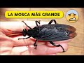 25 Cosas que no sabías en 5 minutos! ⏰ [124]