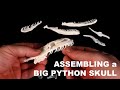 Assembling a Huge Snake Skull / Big Python / Exotic Pet Veterinary Anatomy Zoo Science