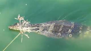 ルンピニ公園の巨大生物【Bangkok】