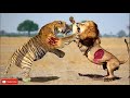 lion vs tiger who will win lion vs tiger fight tiger vs lion who are the strongest