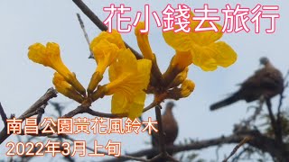 南昌公園黃花風鈴木行：3月上旬記錄【香港賞花旅2022】