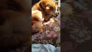 【柴犬】陽なたぼっこして、すやすや眠るぽちぞう。おしっぽフリフリ！！どんな夢見てるのかな？？？