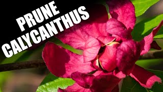 HOW TO PRUNE CALYCANTHUS - CAROLINA ALLSPICE - SWEET SHRUB - SPICEBUSH - SWEETSHRUB