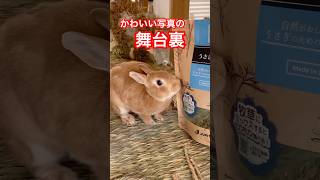 【exciting!!】かわいい写真の舞台裏 #うさぎ #rabbit #bunny