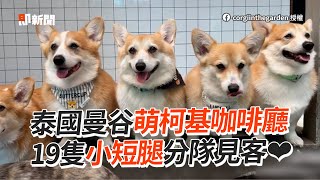 泰國超萌柯基咖啡廳！19隻小短腿分隊見客❤｜寵物動物｜柯基犬｜精選影片