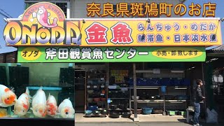 ［お店訪問7］斧田観賞魚センターさんに桜錦を探しに行ってきました