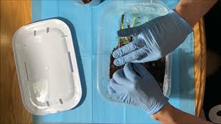 John M Rooting Figs Cuttings in a Shoebox part 3