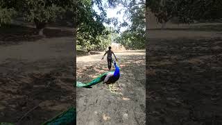 #Cute forest life peacock🦚#vtr #viralvideo #shorts #yt #birds #peacock #winchester #sigmaboy