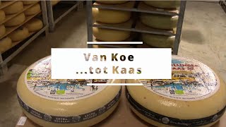 TsTv Special: Van Koe tot Kaas