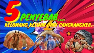 5 Hal Penyebab  Kelomang Keluar Dari Cangkangnya❗Cara Memelihara Kelomang.