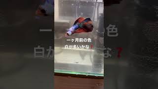 【ベタ🐠初めての飼育】色変わり#ベタ #ベタ水槽 #ベタの飼育 #水換え #アクアリウム #shrots #short