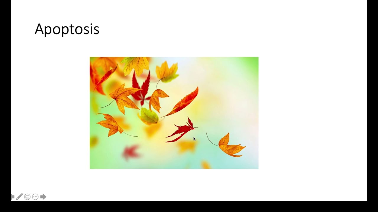 Neoplasia 6 Part 1 Youtube