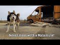 Malamute Sherpa gets revenge for owners prank! Crazy dog, thuglife