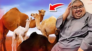 ابو مرداع صار راعي نياق 😂🐪سنابات ابوحصه و ابوعجيب