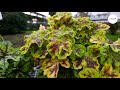 heuchera