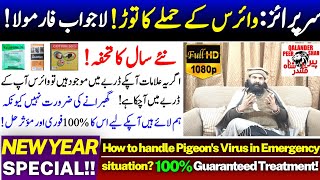 Sardion Mein Kabootar K Virus Ka Torr | How to handle Pigeon's Virus | 100% Guaranteed Treatment