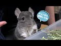 a chinchilla that makes tunnel play fun and exciting funny and cute chinchilla