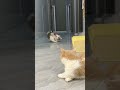 cuties cat 😺 #catlover #cutebaby #unique_shorts #viralshorts #chinese #catvideos